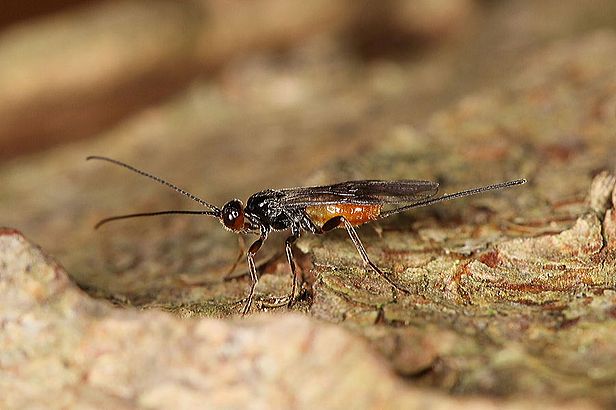 Coeloides bostrichorum, eine Art Schlupfwespe