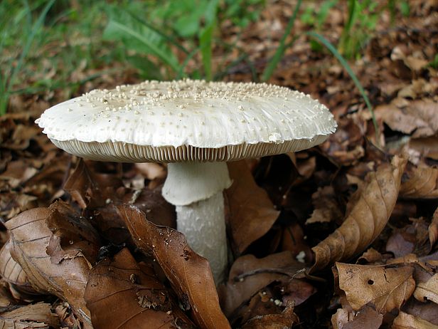 Sie sehen den Stachelschuppigen Wulstling Amanita solitaria, einer von insgesamt 934 prioritären Arten der Schweiz