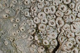 Pockenflechte *(Thelotrema lepadinum)*. Bild: Christoph Scheidegger, WSL