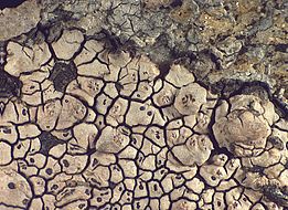*Aspicilia myrinii*. Bild: Erich Zimmermann