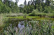 Amphibienlaichgebiet (ortsfestes Objekt). Bild: J. Ryser