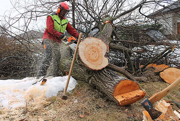 Nach der Fällaktion in Brünisried (Kanton Freiburg). Der vom kantonalen Pflanzenschutzdienst in Grangeneuve beauftragte Förster Roger Raemy sägt eine gefällte Weide in Stücke. Bild: Reinhard Lässig, WSL
