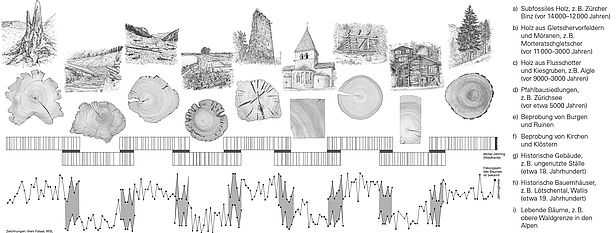 Abb. 2. "Crossdating": Schematische Darstellung des Synchronisierens. Grafik: WSL