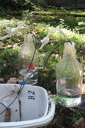Lysimeter sammeln kontinuierlich Bodenlösung in den LWF-Flächen.