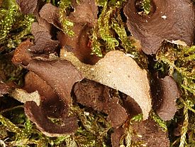 Russige Grübchenflechte *Sticta fuliginosa*. Bild: Christoph Scheidegger, WSL
