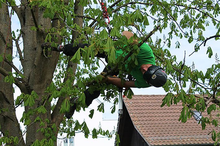 Es raschelt in der Krone einer Rosskastanie. Noch vor der Flugzeit der Käfer hangeln sich zwei Baumpfleger angeseilt von Ast zu Ast und untersuchen den Laubbaum auf ALB-Befall. Bild: Reinhard Lässig, WSL