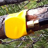 Ultraschallsensor an einem Föhrenast 