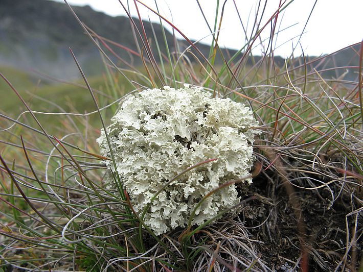 *Cetraria nivalis* ist eine bodenbewohnende Strauchflechte. Bild: Jean-Claude Mermilliod