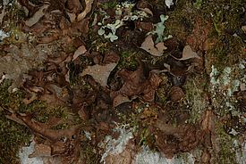 Wald-Grübchenflechte *(Sticta sylvatica)*. Bild: Christoph Scheidegger, WSL