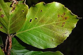 Ozonschäden an Buchenblättern (Fagus sylvatica L.). 