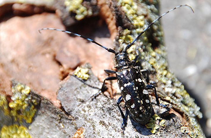 Der etwa drei Zentimeter lange, schwarze Asiatische Laubholzbockkäfer mit den weiss bis gelblich gepunkteten Flügeldecken gilt in Europa als «besonders gefährlicher Schadorganismus». Bild: Alexander Angst, WSL