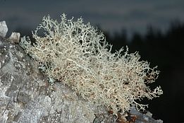 *Ramalina roesleri*. Bild: Christoph Scheidegger, WSL