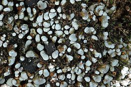 Gefleckte Blasenkruste *(Toninia physaroides)*. Bild: Christoph Scheidegger, WSL