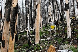 Kombifalle für fliegende Insekten in einem Waldbrandgebiet.