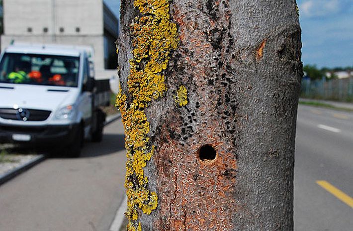 Bereits 2012 fand man in Winterthur 150 Käfer und etwa 330 Larven. Die Randsteine aus Granit kamen aus Ostasien über den Rhein nach Basel und wurden in Lattenkisten am Rande der Sulzerallee gelagert. Bild: Alexander Angst, WSL