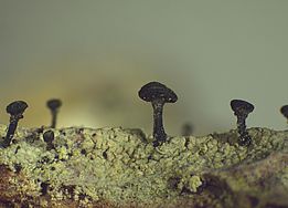 Sitzende Kelchflechte *(Calicium adspersum)*. Bild: Erich Zimmermann