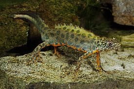 Italienischer Kammmolch (Triturus carnifex). Bild: B. Schmidt