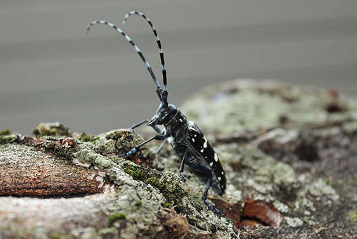 Marly, im Juli 2014: Ein Asiatischer Laubholzbockkäfer auf einem befallenen Stück Laubholz. Über 150 Käfer wurden dort festgestellt. Bild: Reinhard Lässig, WSL