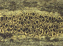 *Lecanora mughicola*. Bild: Erich Zimmermann
