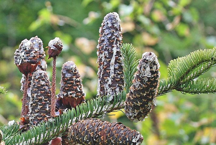 Abb. 2. Die Samenschuppen der reifen und nun braunen Zapfen fallen im Oktober ab. Übrig bleiben die Zapfenspindeln, die am Ast stehen bleiben (rechts im Bild). Bild: U. Wasem/WSL