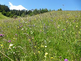 Artenreiche Trockenwiese im Engadin. Foto: A. Bedolla, WSL