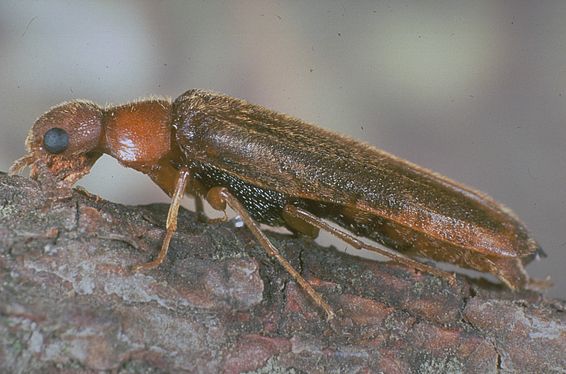 Lymexylidae