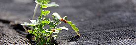 New life bursting. © Michèle Kaennel Dobbertin, WSL