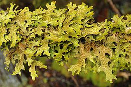Lungenflechte *(Lobaria pulmonaria)*. Bild: Christoph Scheidegger, WSL