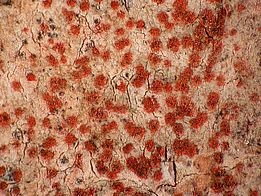 Zinnoberrote Fleckflechte *(Arthonia cinnabarina)*. Bild: Erich Zimmermann