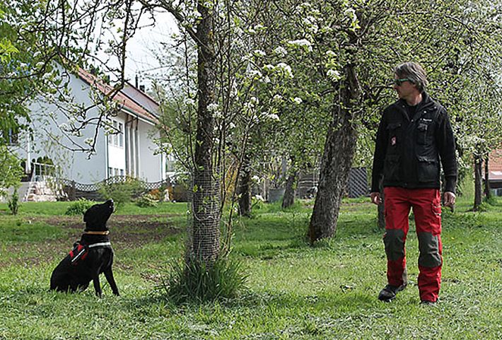 Der Spürhund von Daniel Hagemeier (Anoplophora Spürhunde Schweiz) hat Witterung aufgenommen. Der Labrador Retriever hält seine Nase in den Wind bellt. Bild: Reinhard Lässig, WSL