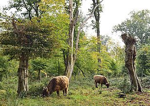 Mittelalterliche Wälder