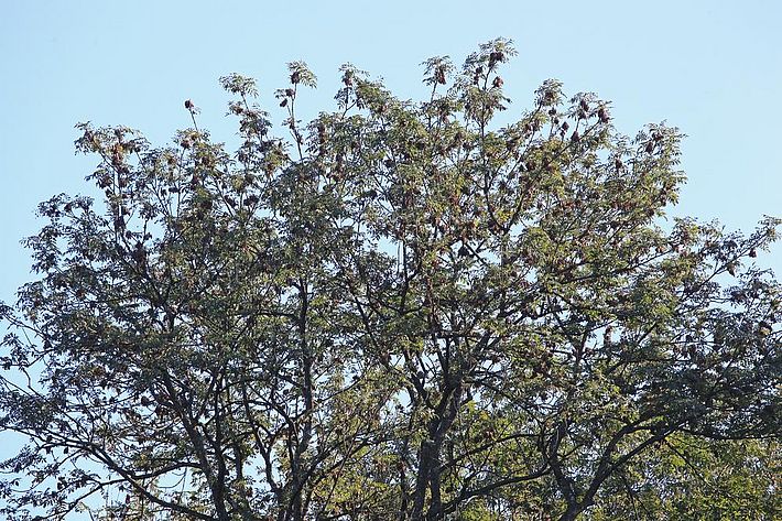 Abb. 4. Reife Eschensamen sind kaum von verdörrten Blüten zu unterscheiden. Bild: U. Wasem/WSL