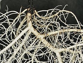 Wasmuths Bartflechte *(Usnea wasmuthii)*. Bild: T. Törra