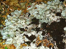 Grosse Lungenflechte *(Lobaria amplissima)*. Bild: Christoph Scheidegger, WSL
