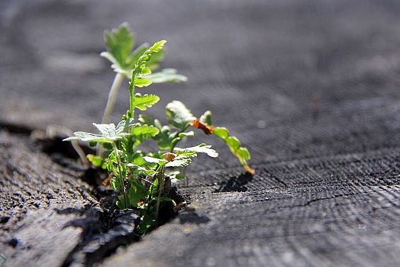 New life bursting. © Michèle Kaennel Dobbertin, WSL