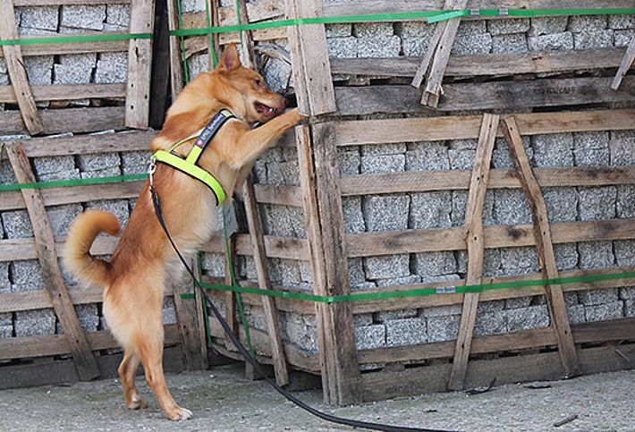 Der ALB-Spürhund Blikki kratzt bei der Käfersuche mit den Vorderpfoten am Verpackungsholz. Hier hat er Witterung aufgenommen. Bild: Reinhard Lässig, WSL