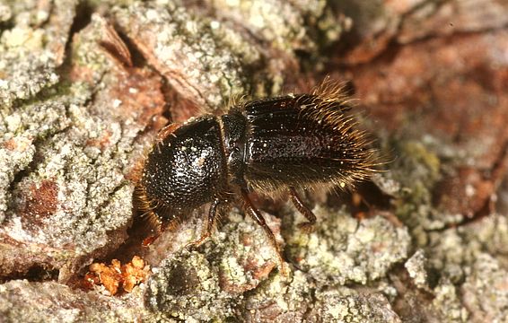 insectes forestiers indigènes 