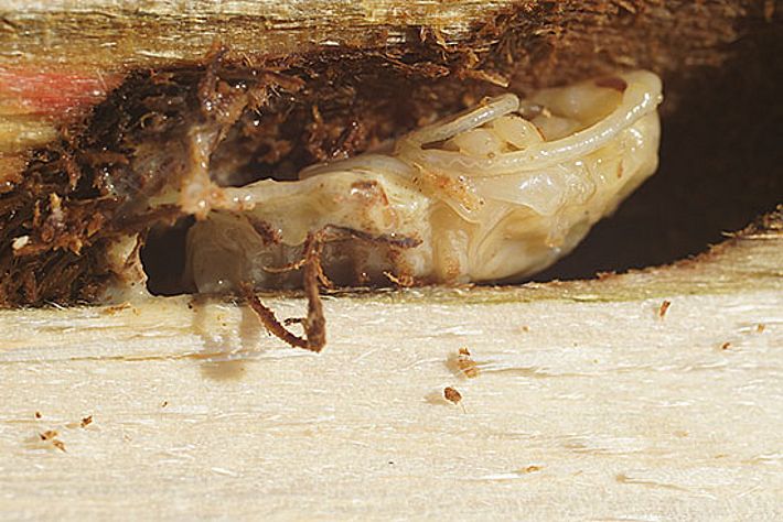 Ein fast fertig ausgebildeter Asiatischer Laubholzbockkäfer im Holz eines der an der Sulzerallee in Winterthur gefällten Baumes. Bild: Alexander Angst, WSL